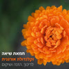 חמאת שיאה וקלנדולה אורגנית לריכוך, הזנה ושיקום