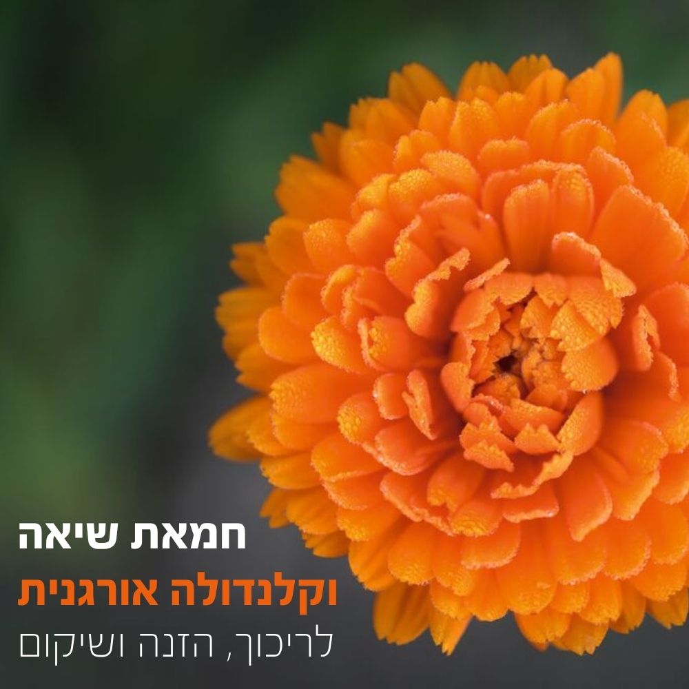 חמאת שיאה וקלנדולה אורגנית לריכוך, הזנה ושיקום