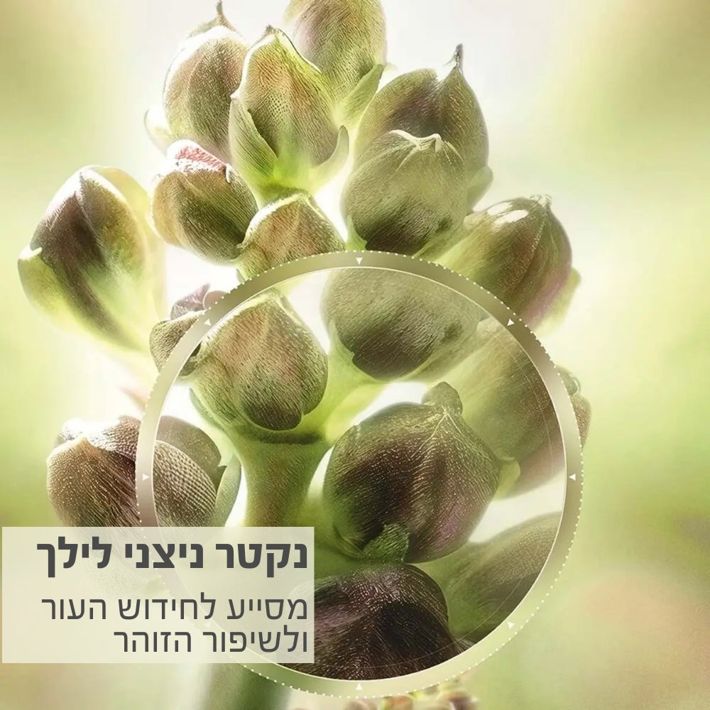 נקטר ניצני לילך - מסייע לחידוש העור ושיפור הזוהר